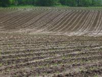 Freshly sowed field after heavy rainfall