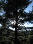 The sun silhouetting a pine tree