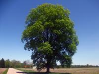 A photogenic tree against a blue sky