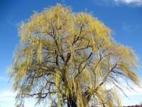 Willow tree near Cody's old house