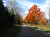 Nice autumn trees during a bike ride