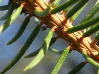 Close-up of pine needles
