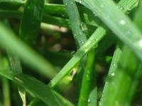 Macro photograph of water drops on grass