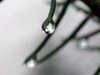 Macro photo of a drop of water hanging from a pine needle