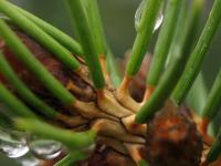 Macro photo of some pine needles