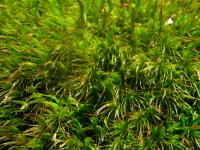 Macro photo of some moss