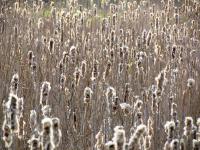 A field of cattails