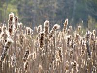 A field of cattails