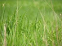 Depth of field photo of a field of grass