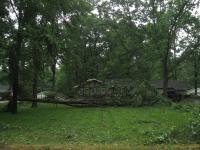 Damage from an EF1 tornado that touched down in Brant on July 11, 2014.

A tree fallen over in a yard and a low power line