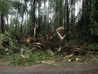 Damage from an EF1 tornado that touched down in Brant on July 11, 2014.

Downed trees waiting to be cut up and removed