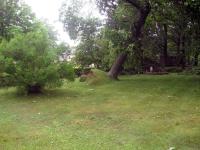 Damage from an EF1 tornado that touched down in Brant on July 11, 2014.

A partially uprooted tree