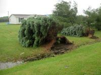 Damage from an EF1 tornado that touched down in Brant on July 11, 2014.

Uprooted pine trees