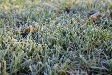 Frost on the grass early in the morning