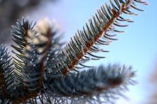 Close-up of a pine tree after freezing fog