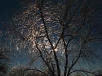 A tree, coated in ice, lit by the sun