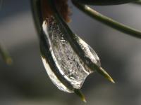 Pine needles coated in ice