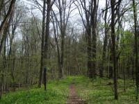 Ringwood Forest in April