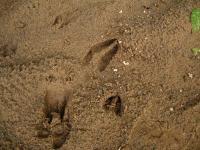 Some deer tracks in the sand next to a creek