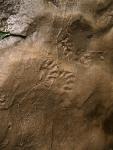 Some tracks, possibly raccoon? in the sand next to a creek