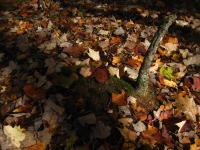 The forest floor in mid-autumn