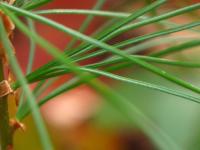 Macro shot of some pine needles