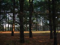 A thicket of pine trees I saw on my bike ride