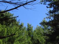 Blue sky through the canopy