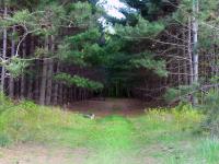 A nice little wooded area I found