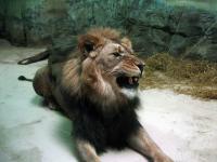 A lion after yawning