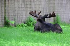 Moose at the Potter Park Zoo