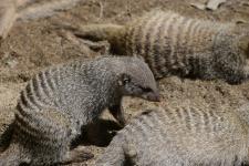 Banded mongoose at the Potter Park Zoo