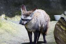 Bat-eared fox at the Potter Park Zoo