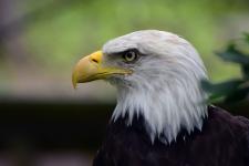 Bald eagle at the Potter Park Zoo