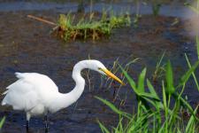 Great egret in the Shiawassee National Wildlife Refuge