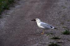 Seagull in the Shiawassee National Wildlife Refuge