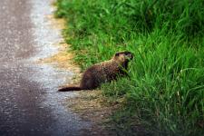 Groundhog in the Shiawassee National Wildlife Refuge