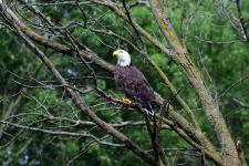 Bald eagle spotted in the Shiawassee National Wildlife Refuge