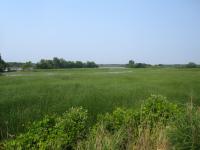 A picturesque field at the Shiawassee National Wildlife Preserve