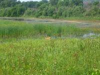 A doe in a flooded field. Two fawns were behind her, hidden in the tall grass. (Shiawassee National Wildlife Preserve)