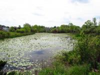A pond in a suburb
