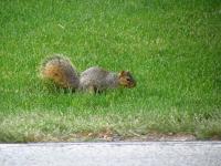 A squirrel I saw while biking/geocaching