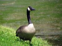 I saw many geese in and around Solon while I was biking around