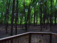 View from a deck constructed along the forest line at South Chagrin Reservation