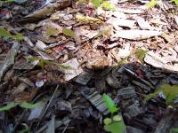 A toad blending into the forest floor