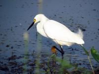 We stopped at the Ottawa National Wildlife Refuge on our way home from Solon and saw some great egrets from the car