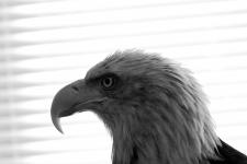 Bald eagle at Wildside Rehabilitation