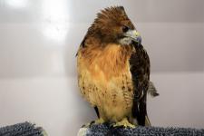 Artemis, a red-tailed hawk at Wildside Rehabilitation
