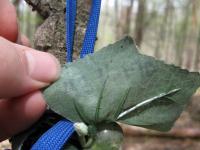 The first stage in a multi-stage geocache in Ringwood Forest. The coordinates to the next stage are written in very faint black marker on the leaves