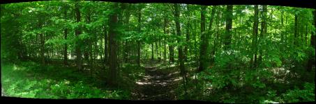 Panorama of a path through the woods